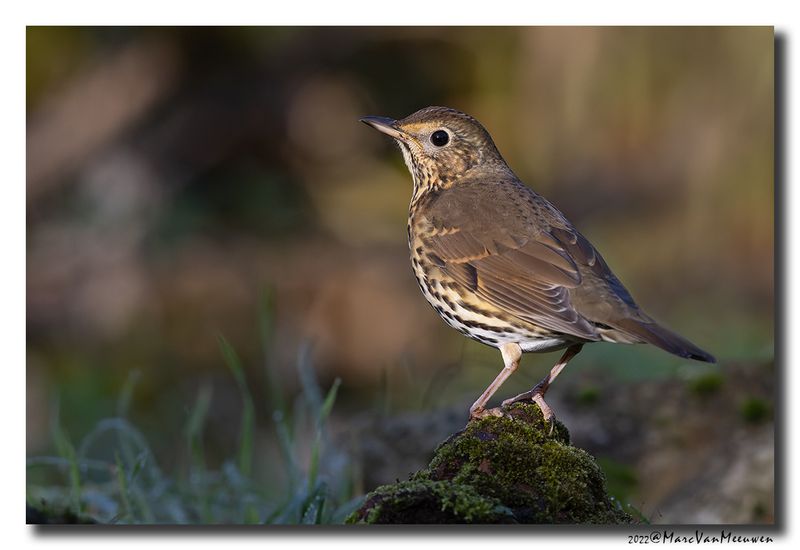 Zanglijster - Song Thrush