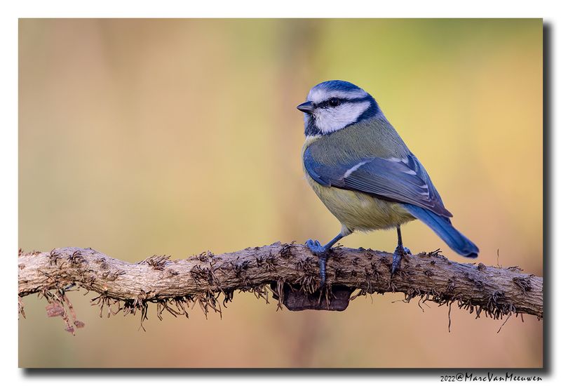 Pimpelmees - Blue Tit