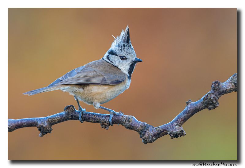 Kuifmees - Crested Tit