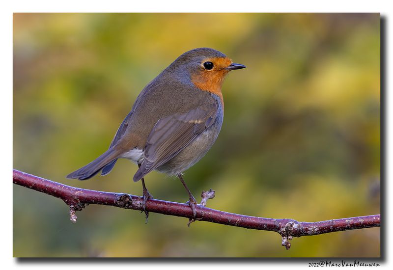 Roodborst - Robin