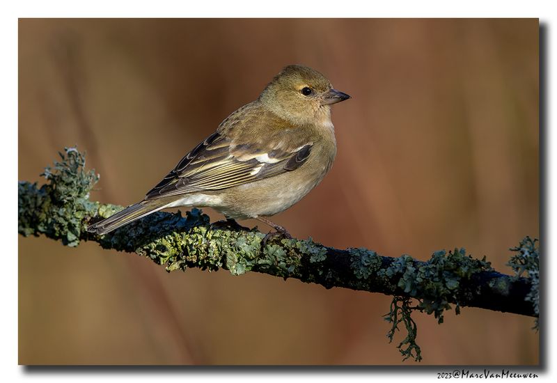 Vink - Chaffinch