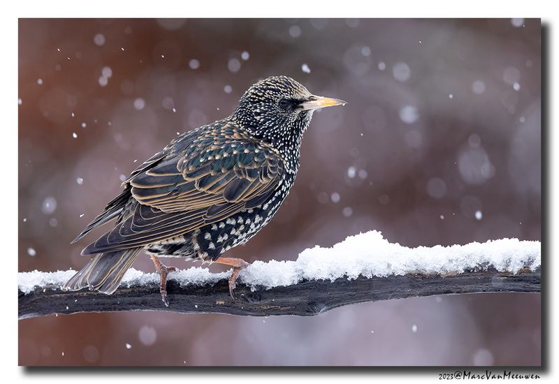 Spreeuw - Starling