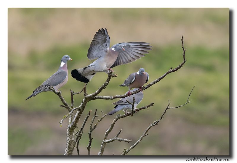 Houtduif - Wood Pigeon