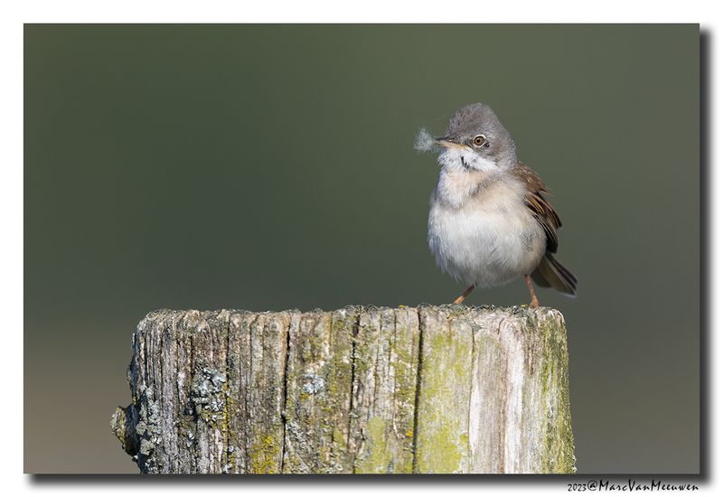 Grasmus - Whitethroat