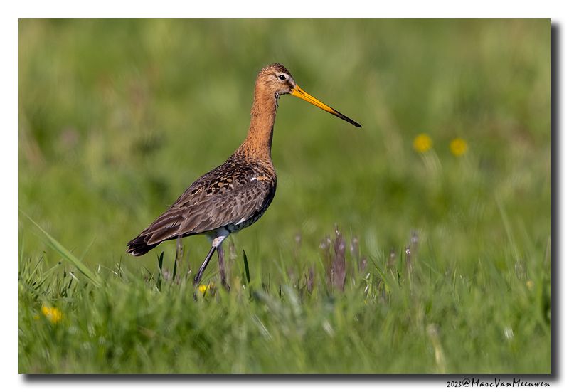 Grutto - Black-tailed Godwit