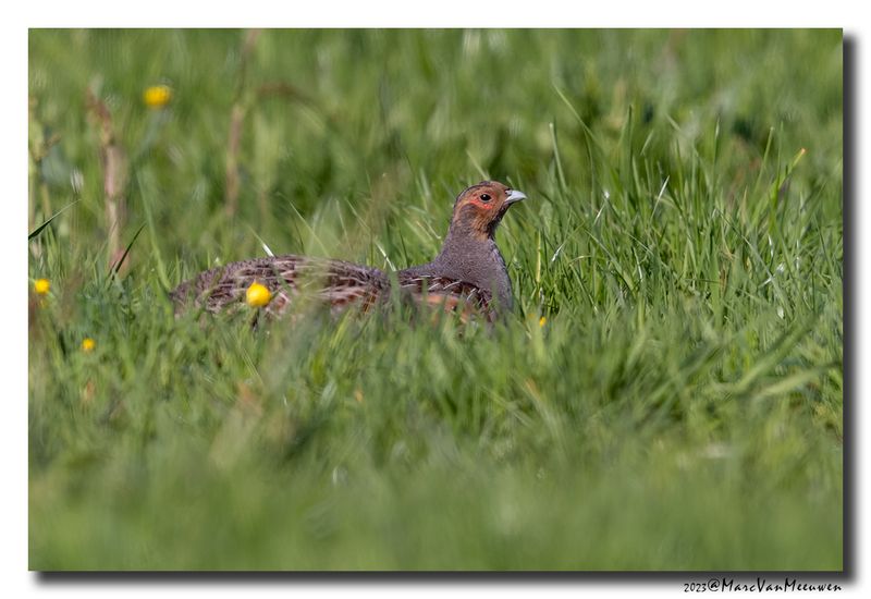 Patrijs - Grey Partridge