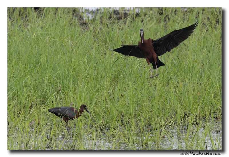 Glossy ibis