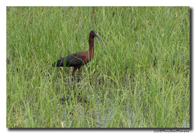 Glossy ibis