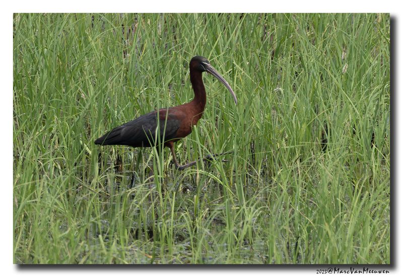 Glossy ibis