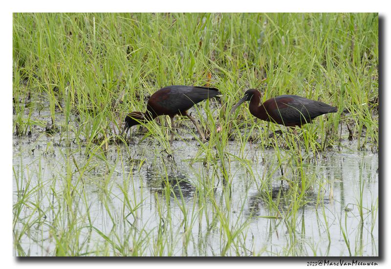 Glossy ibis