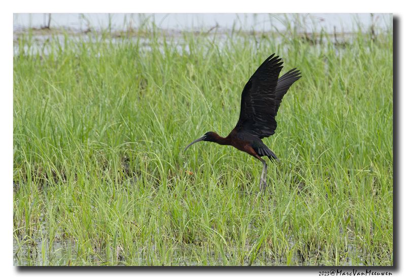 Glossy ibis