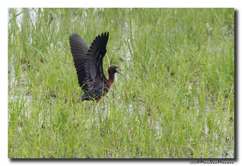 Glossy ibis
