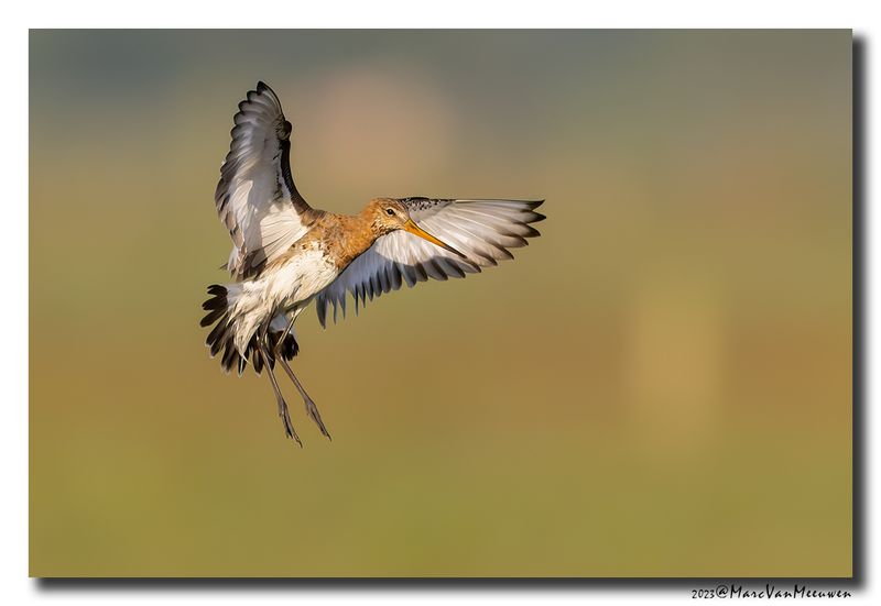 Grutto - Black-tailed Godwit
