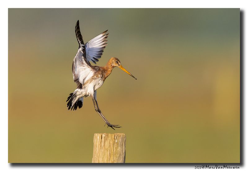 Grutto - Black-tailed Godwit