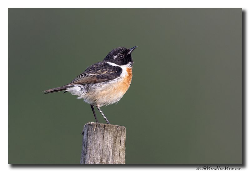 Roodborsttapuit - Stonechat