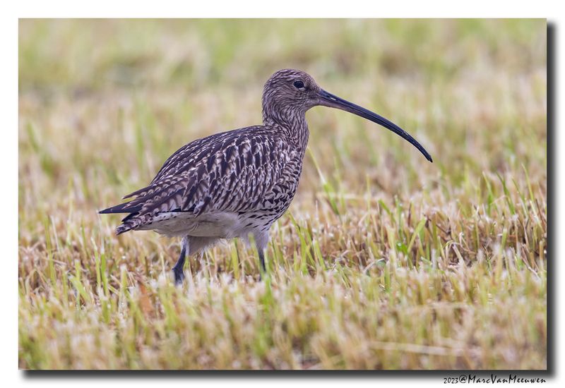 Wulp - Curlew