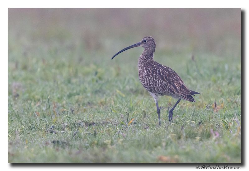 Wulp - Curlew