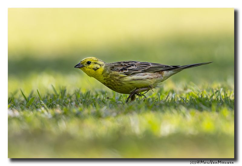 Geelgors - Yellowhammer