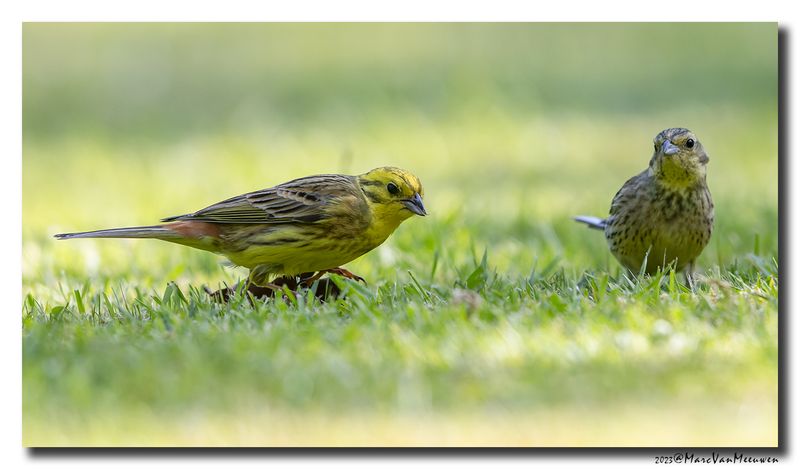 Geelgors - Yellowhammer