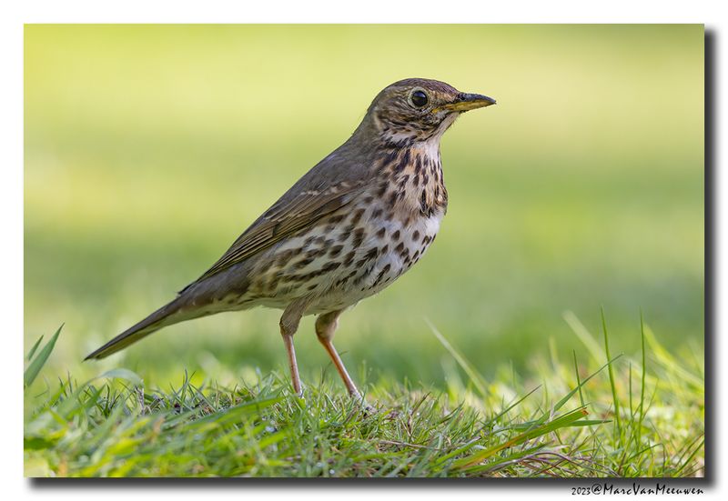 Zanglijster - Song Thrush