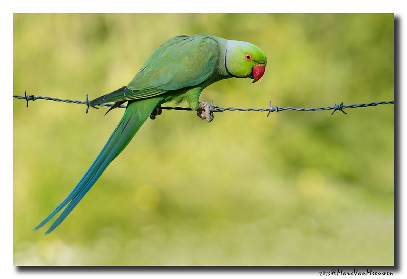 Halsbandparkiet - Rose-ringed Parakeet 