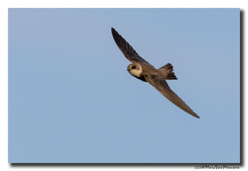 Oeverzwaluw - Sand Martin