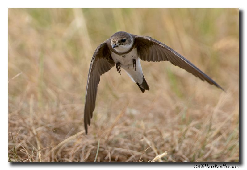 Oeverzwaluw - Sand Martin