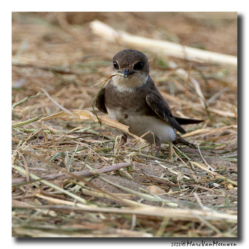 Oeverzwaluw - Sand Martin