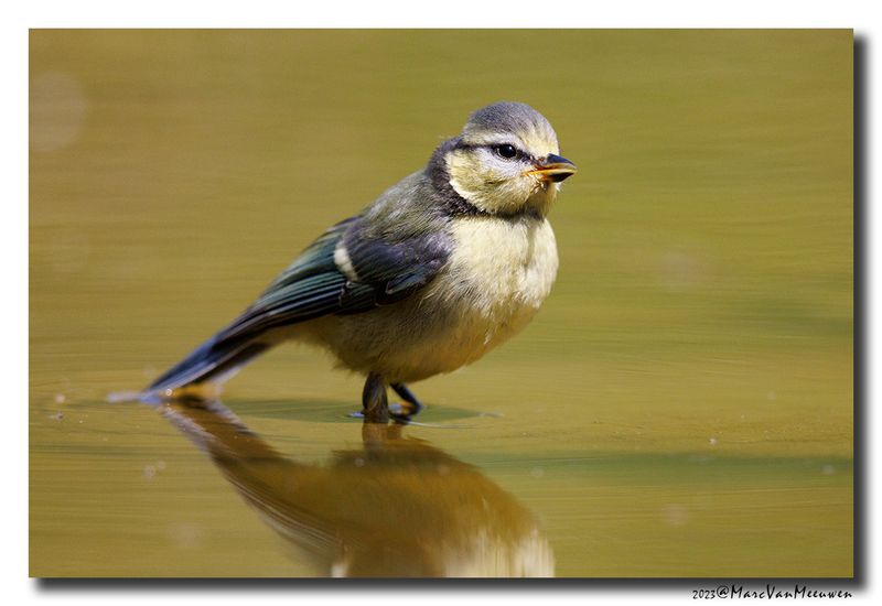 Pimpelmees - Blue Tit