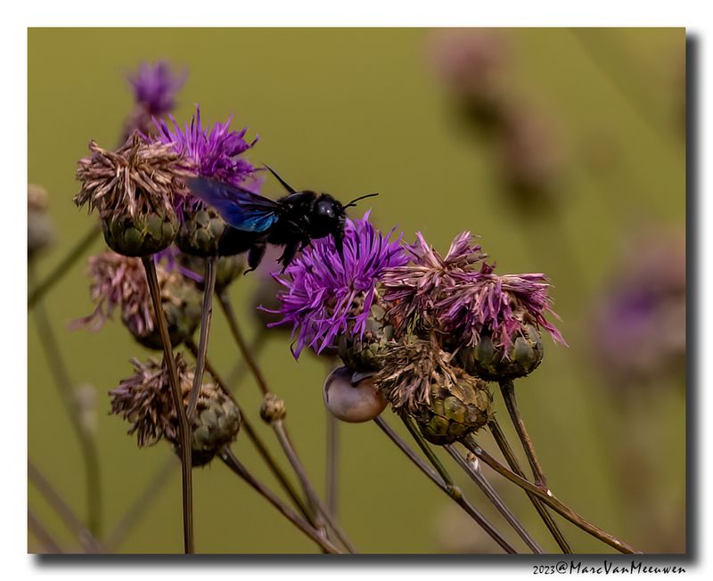 Blauwzwarte-houtbij