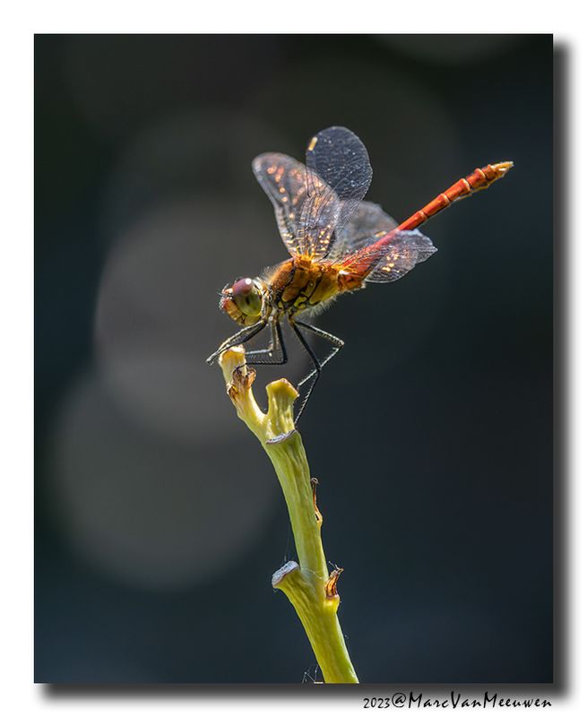 Bloedrode-heidelibel