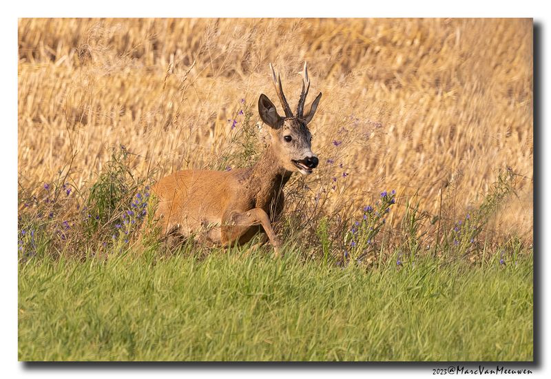 Ree - Roe deer