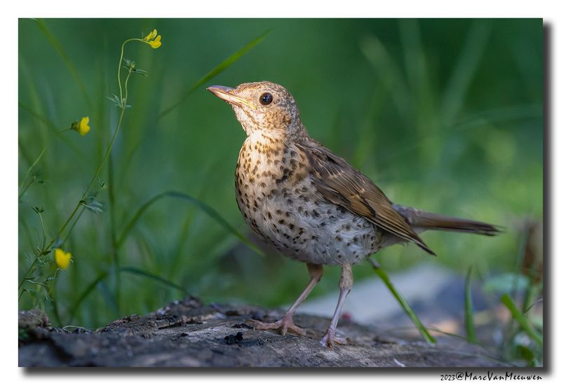 Zanglijster - Song Thrush