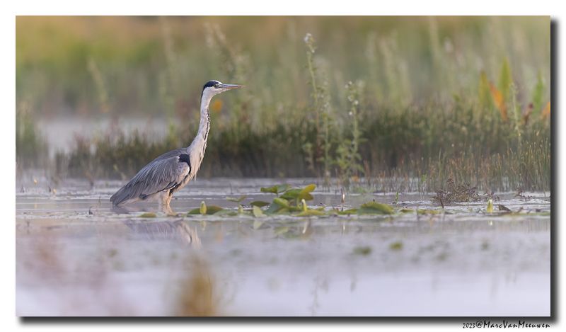 Blauwe Reiger - Grey Heron