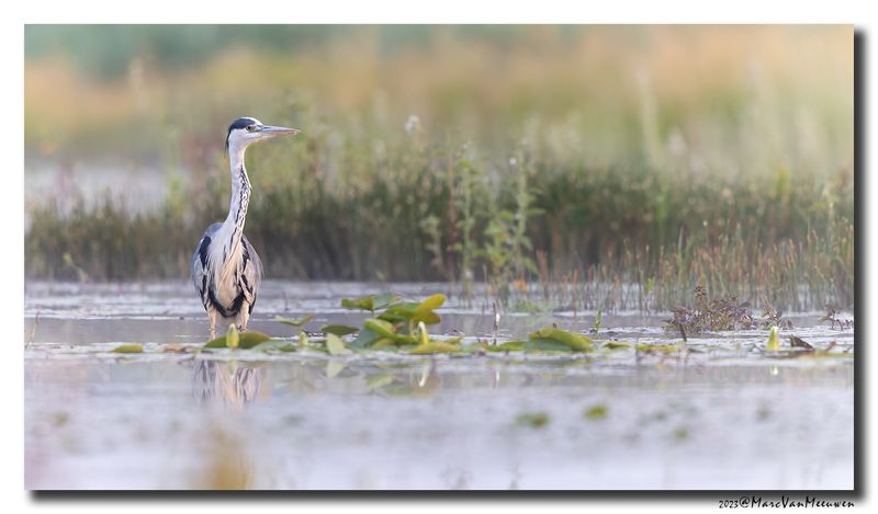 Blauwe Reiger - Grey Heron