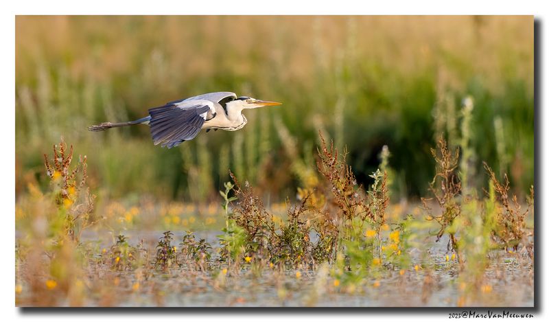 Blauwe Reiger - Grey Heron