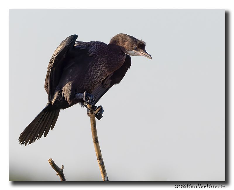 Dwergaalscholver -Pygmy Cormorant