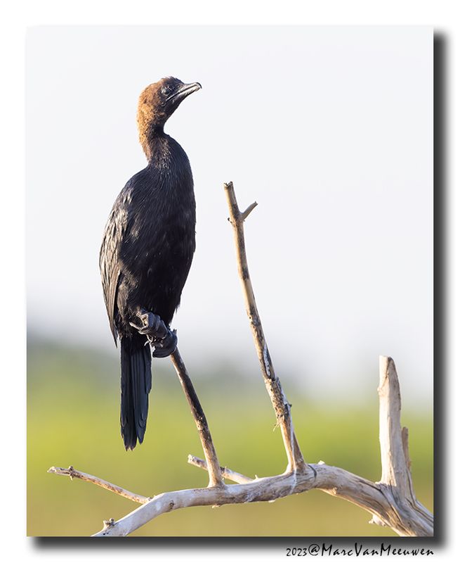 Dwergaalscholver -Pygmy Cormorant