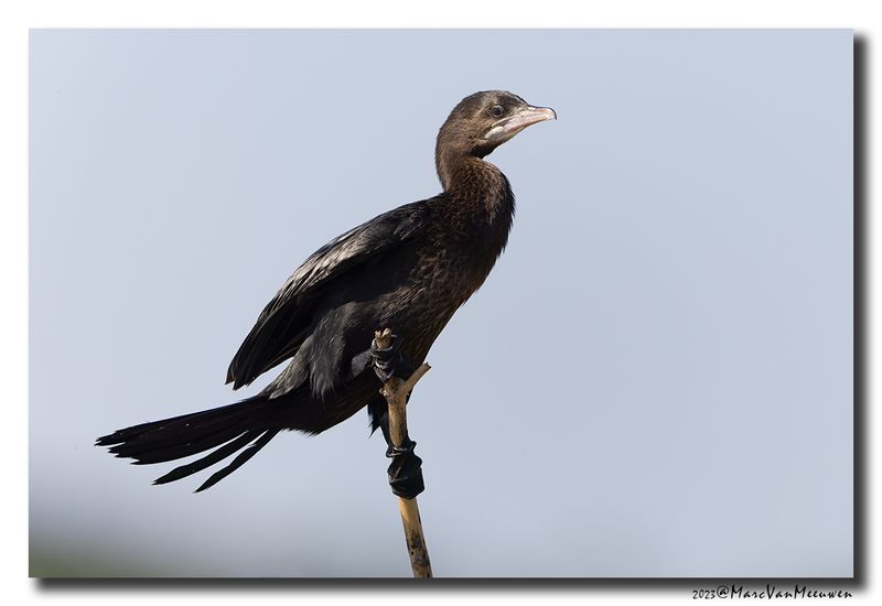 Dwergaalscholver -Pygmy Cormorant
