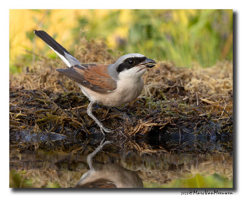 Grauwe Klauwier - Red-backed Shrike