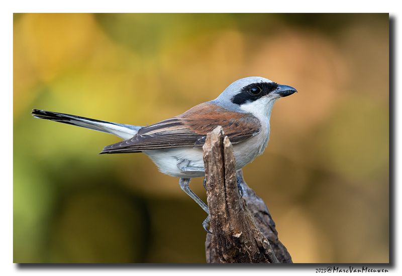 Grauwe Klauwier - Red-backed Shrike