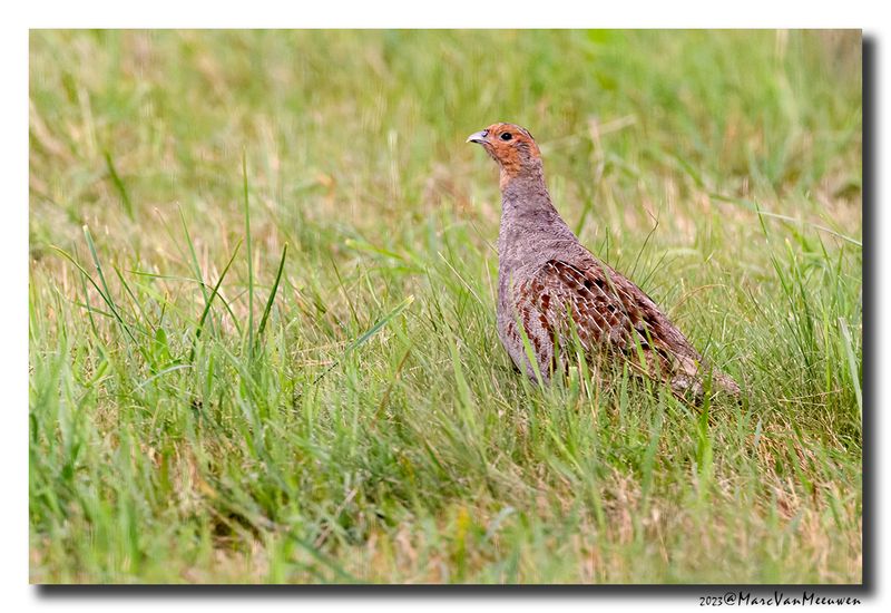Patrijs - Grey Partridge
