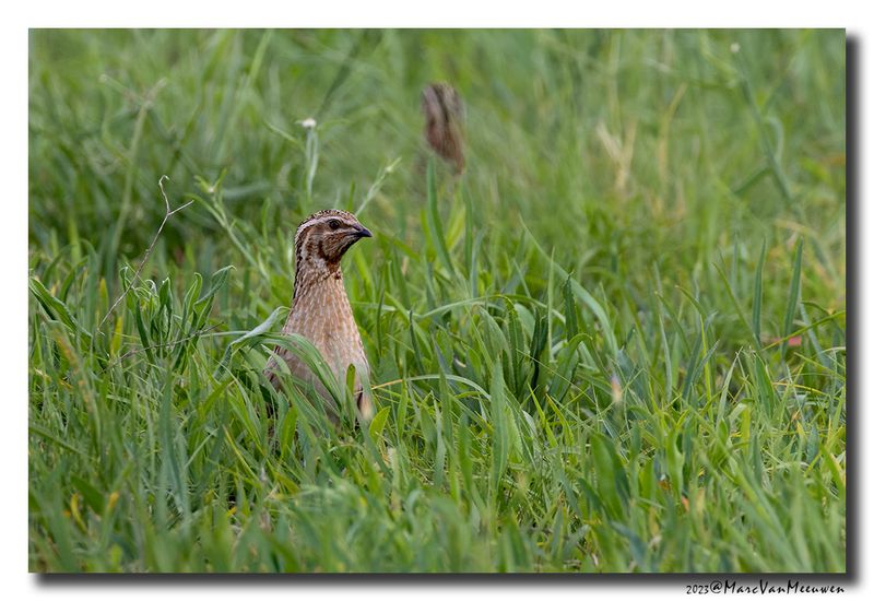 Kwartel - Common Quail