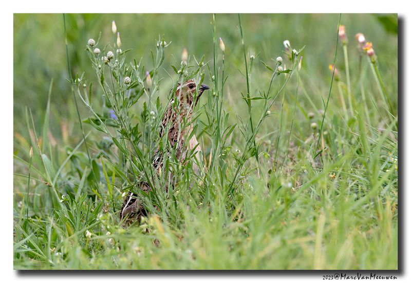 Kwartel - Common Quail