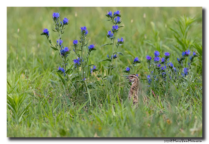 Kwartel - Common Quail