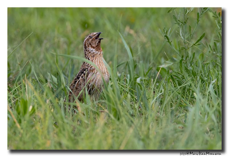 Kwartel - Common Quail