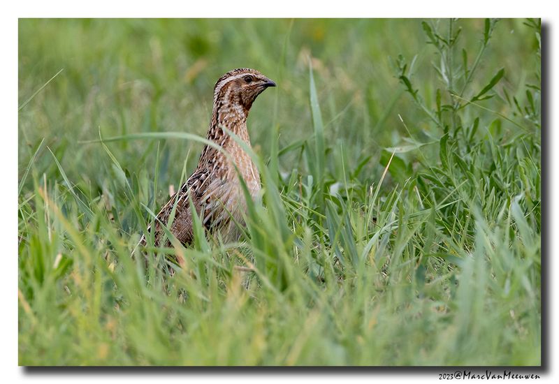 Kwartel - Common Quail