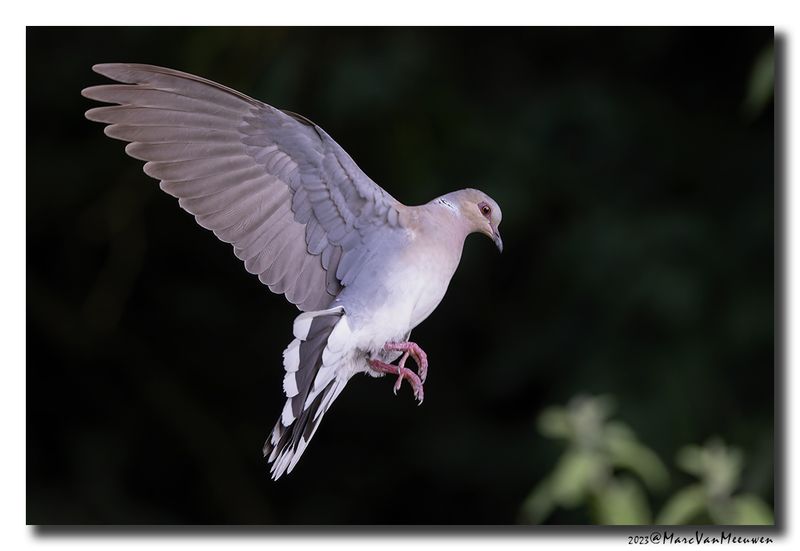 Zomertortel - Turtle Dove