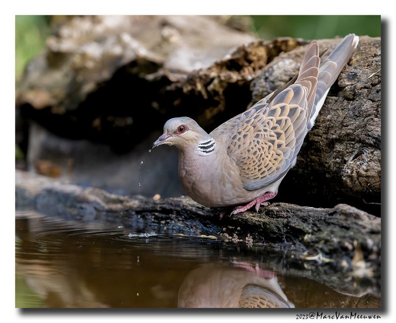 Zomertortel - Turtle Dove