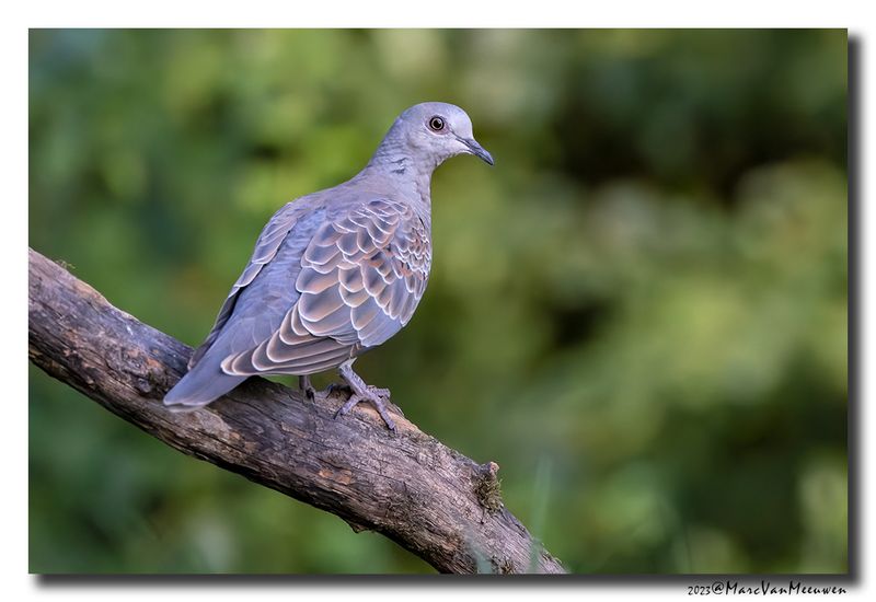 Zomertortel - Turtle Dove